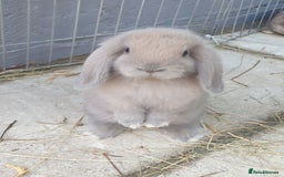 Mini Lop rabbits for sale: Super friendly minilops - Image 1