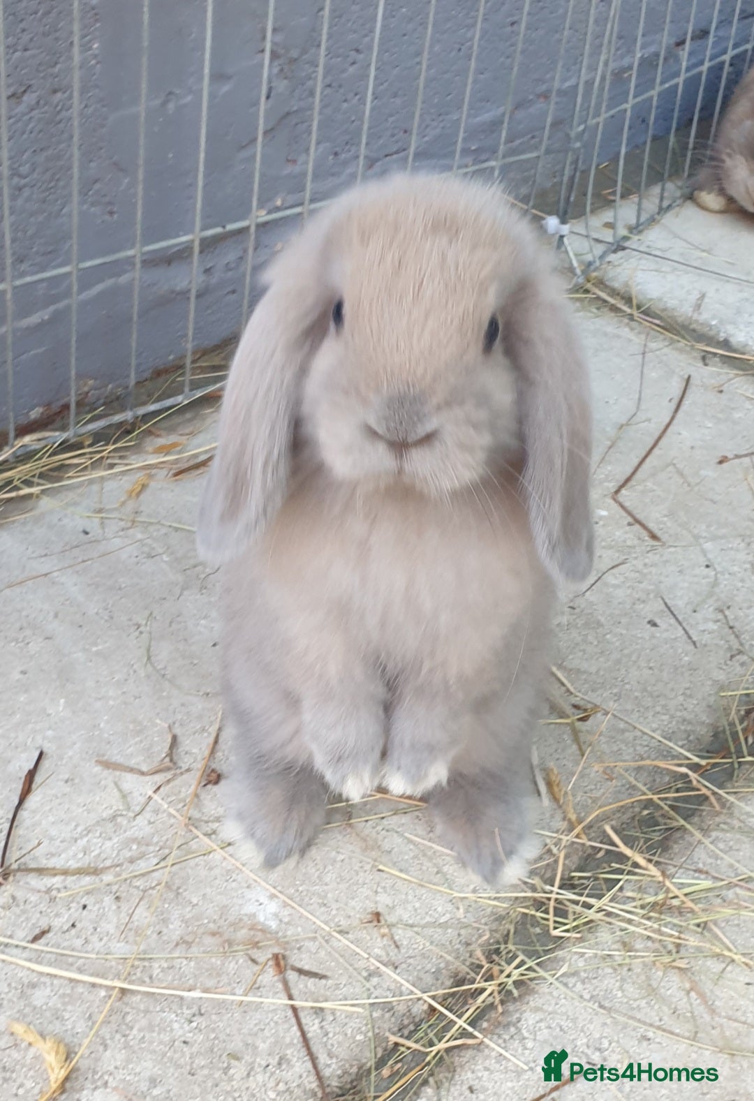 Mini Lop rabbits for sale: Super friendly minilops - Image 1