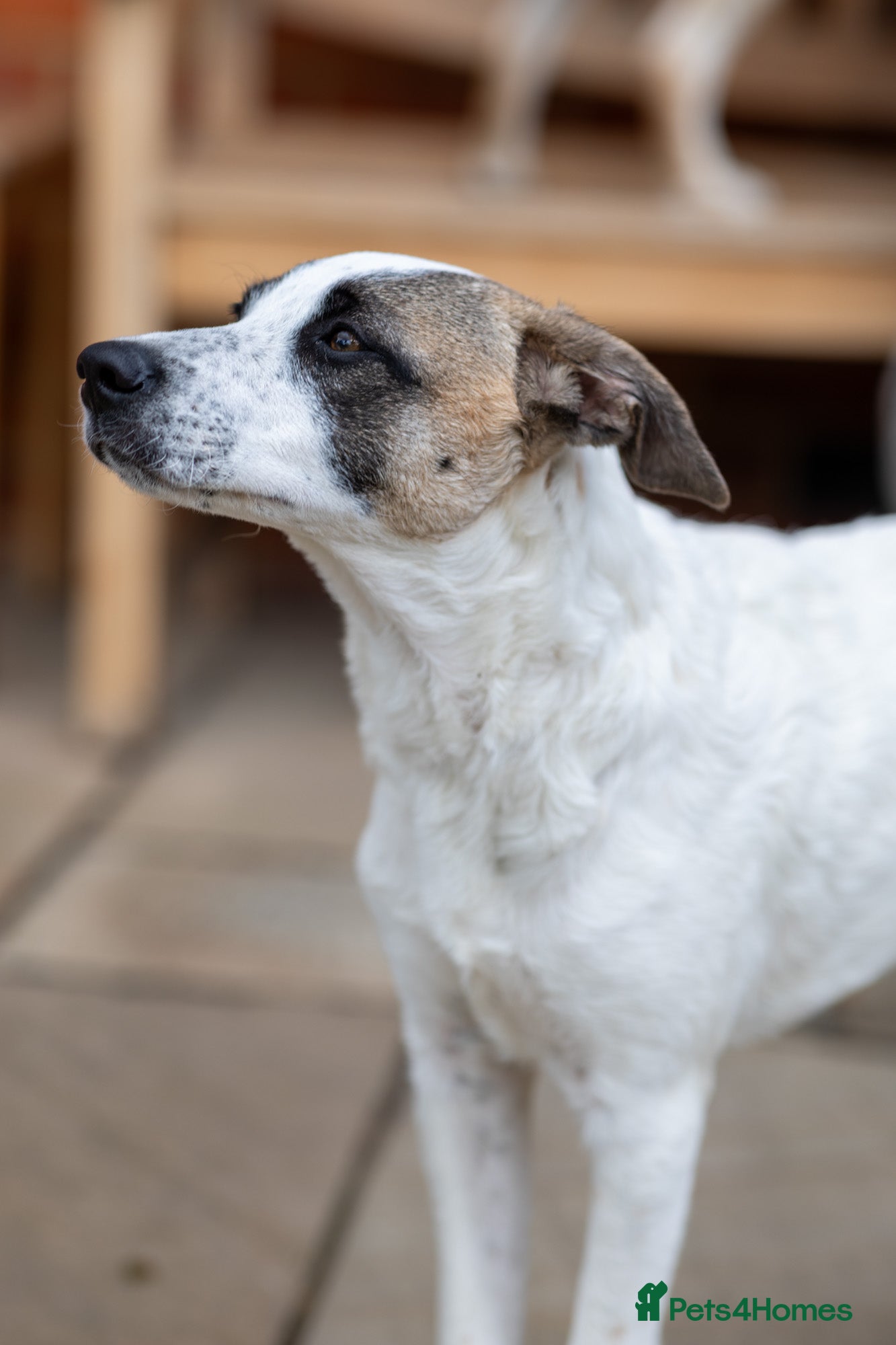 Mixed Breed dogs Petit Piper - Advert 1