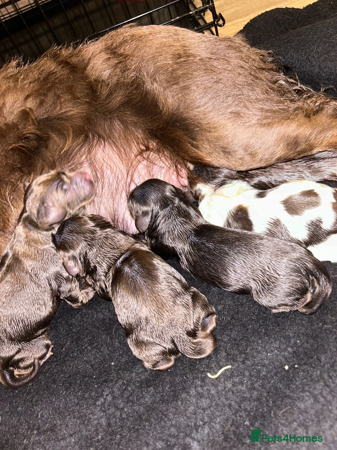 Cocker Spaniel dogs for stud: Working cocker for Stud *proven* in Penicuik - Advert 16