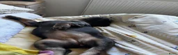 French Bulldog dogs for sale: Fluffy french bulldog in Spalding - Advert 11