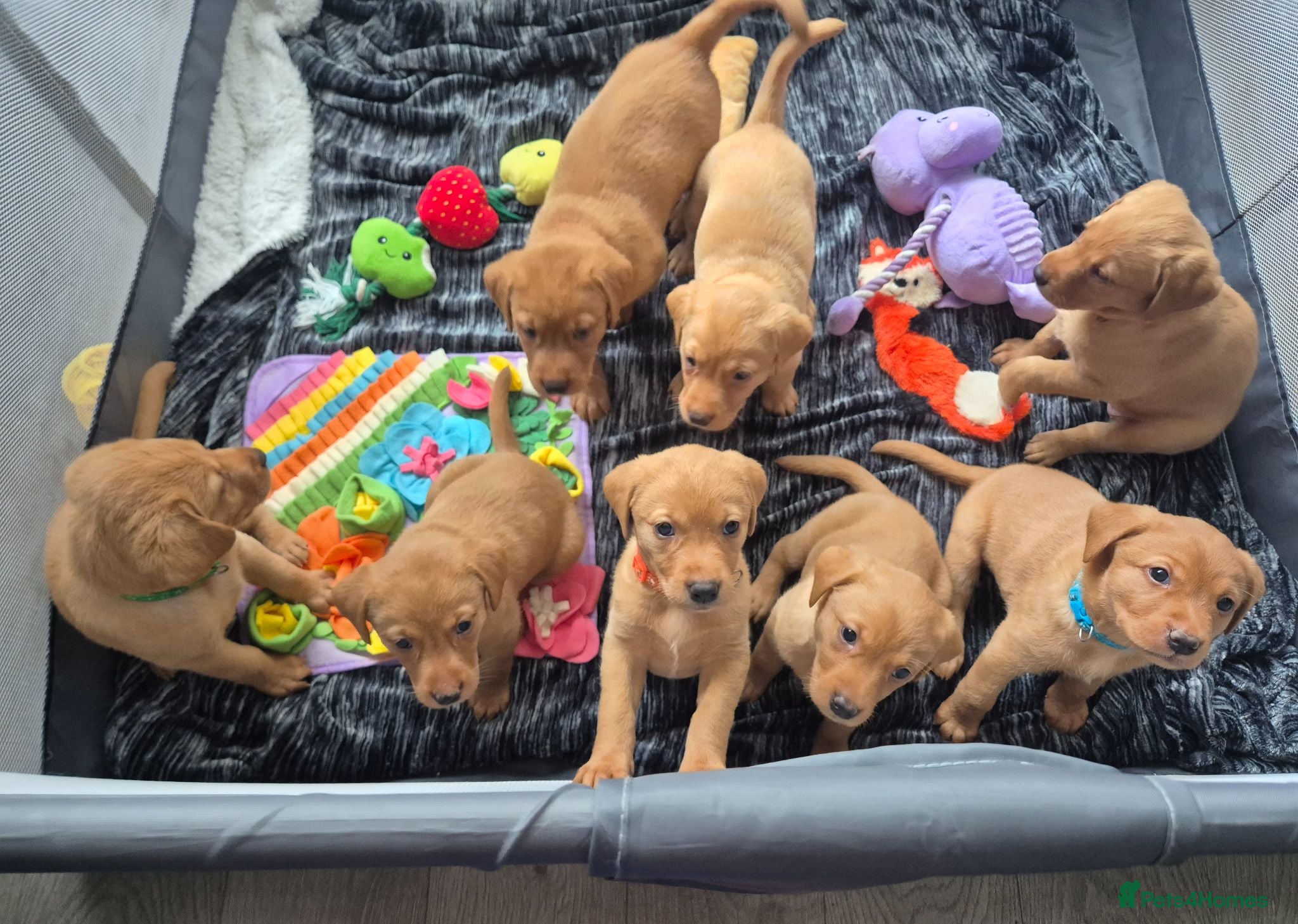 Labrador Retriever dogs Fox Red Labrador Puppies - Advert 3
