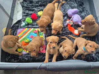 Labrador Retriever dogs *ONLY 4 REMAINING* - Fox Red Labrador Puppies - Advert 6