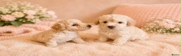 Toy Poodle dogs for stud: FOR STUD PEANUT  - Advert 9