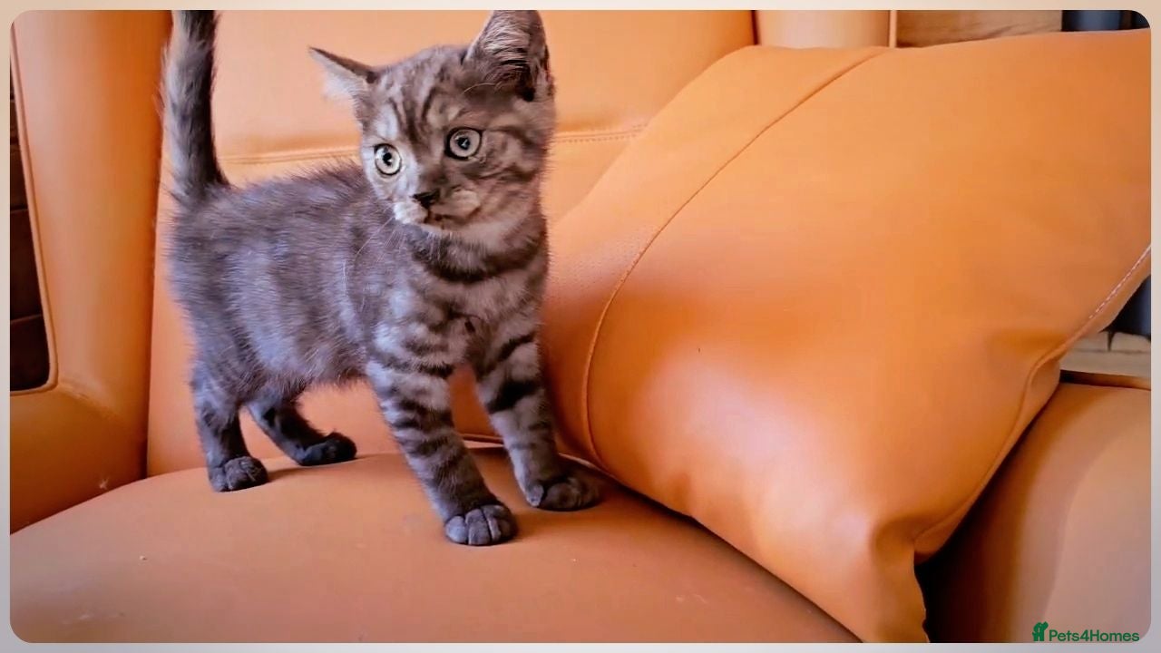 Scottish Fold cats Scottish Fold & Scottish Straight Kittens  🐾 - Advert 2