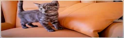 Scottish Fold cats for sale: Scottish Fold & Scottish Straight Kittens  🐾 - Advert 3