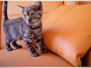Scottish Fold cats Scottish Fold & Scottish Straight Kittens 🐾 - Advert 2