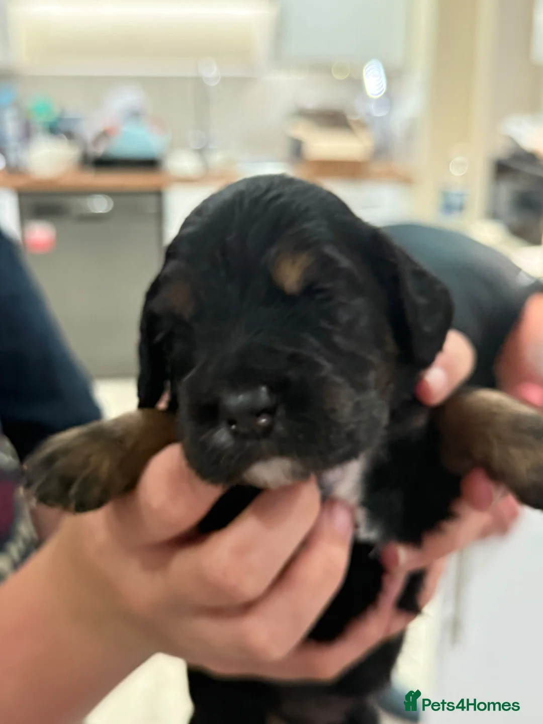 Cocker Spaniel dogs for sale: 🐾 Beautiful Working Cocker Spaniel Puppies 🐾 in Shrewsbury - Advert 2