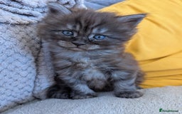 Maine Coon cats for sale: Gorgeous main coon x - Image 1