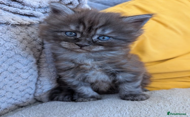 Maine Coon cats - Advert 2