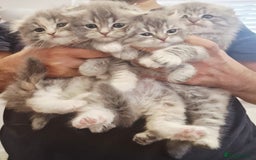 Scottish Fold cats for sale: Stunningly beautiful Scottish Fold x Ragdoll  - Image 4