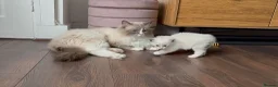 Ragdoll cats for sale: Ragdoll Babies - Advert 10