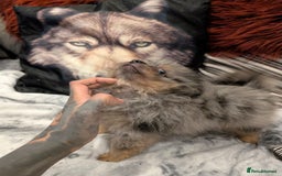 Pomeranian dogs for sale: 2 Stunning Pomeranian Puppies Ready For Homing Now - Image 1