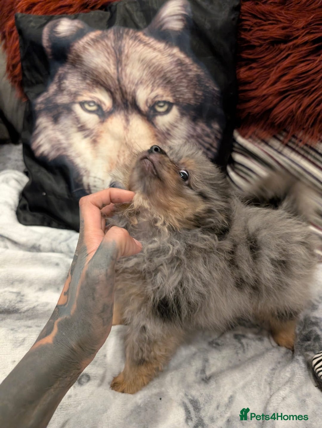 Pomeranian dogs for sale: 2 Stunning Pomeranian Puppies Ready For Homing Now - Image 1