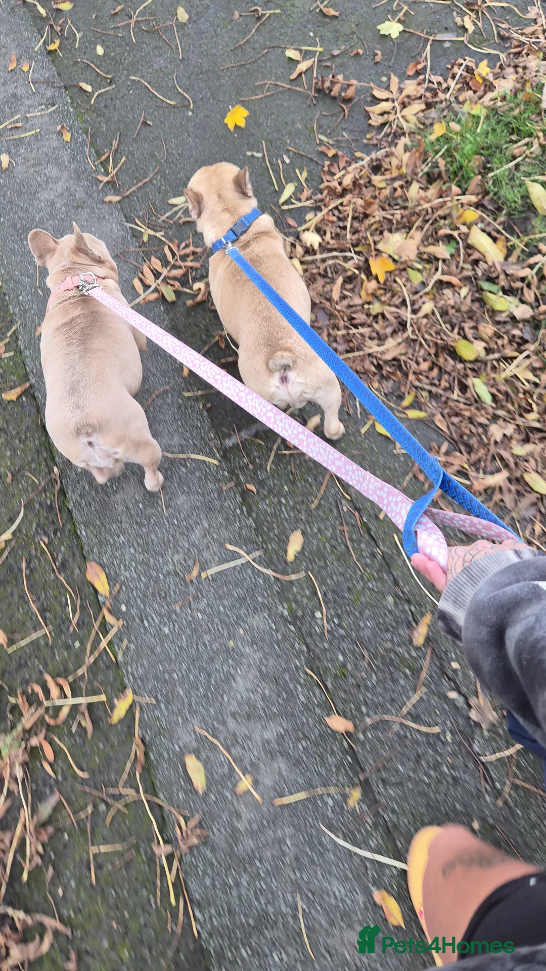 French Bulldog dogs for sale: French bulldogs soulmates - Advert 2