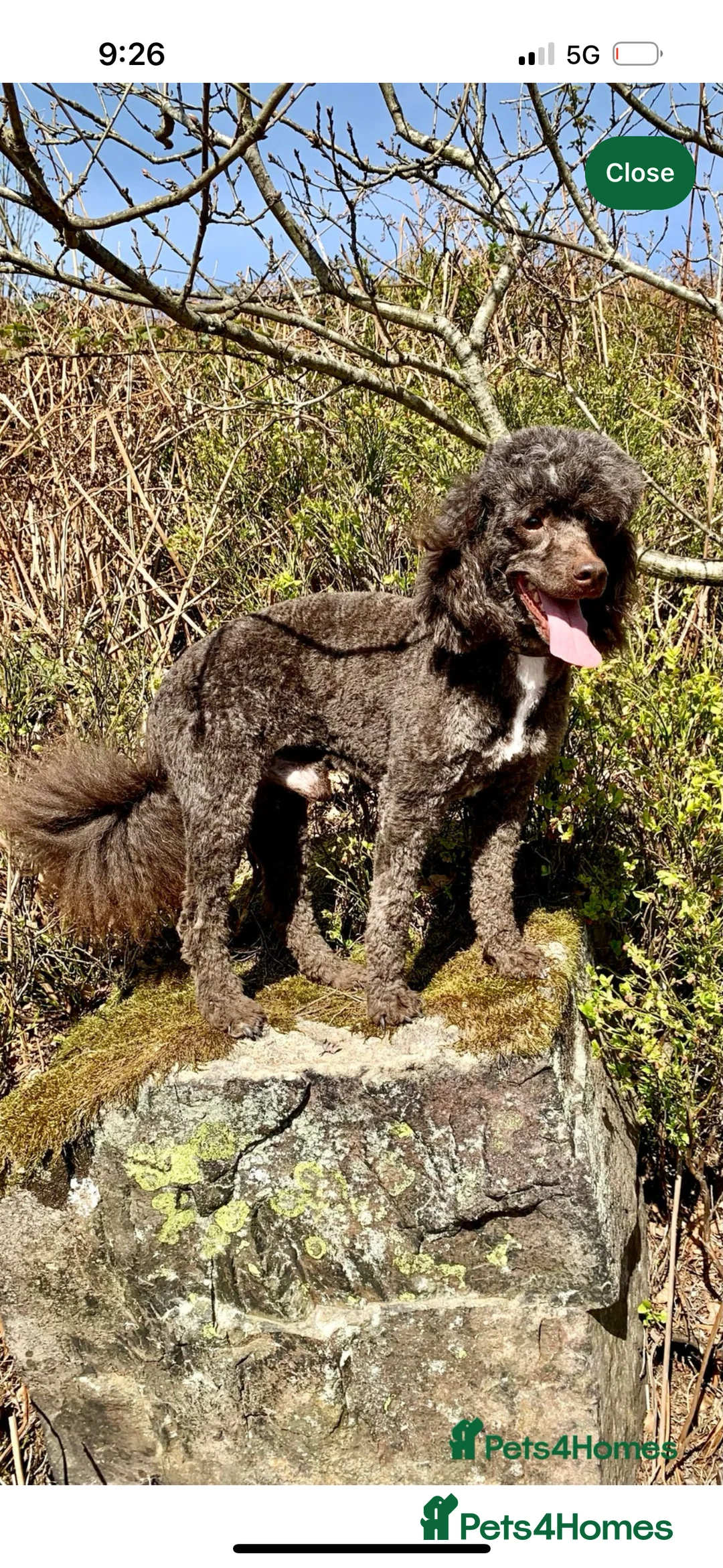 Labradoodle dogs for sale: Miniature Labradoodle puppies - Advert 20