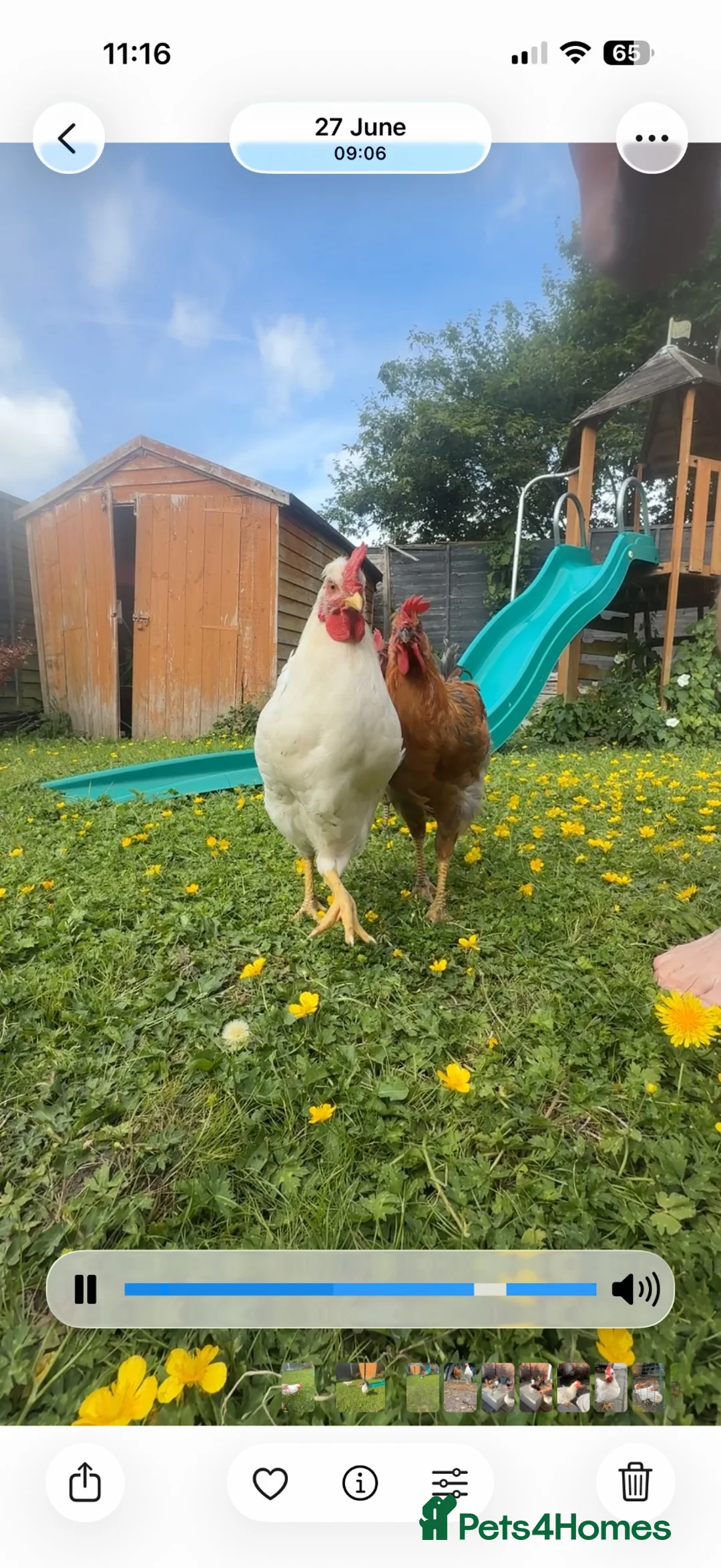 Chickens poultry for sale: Two Cockerels  **   in Cheadle - Advert 1