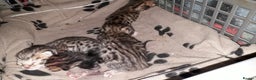 Bengal cats for sale: Beautiful Large & small Bengal kittens  - Advert 5