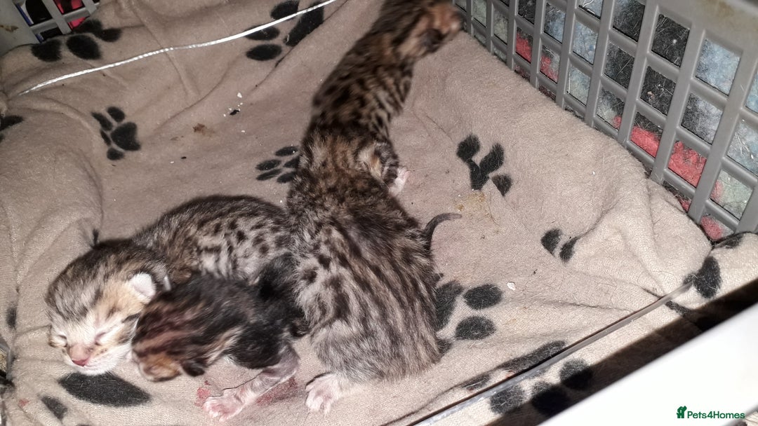 Bengal cats for sale: Beautiful Large & small Bengal kittens  - Advert 5