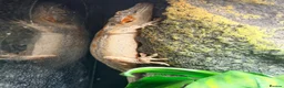 Gecko reptiles for sale: Gargoyle Gecko with enclosure  - Advert 3