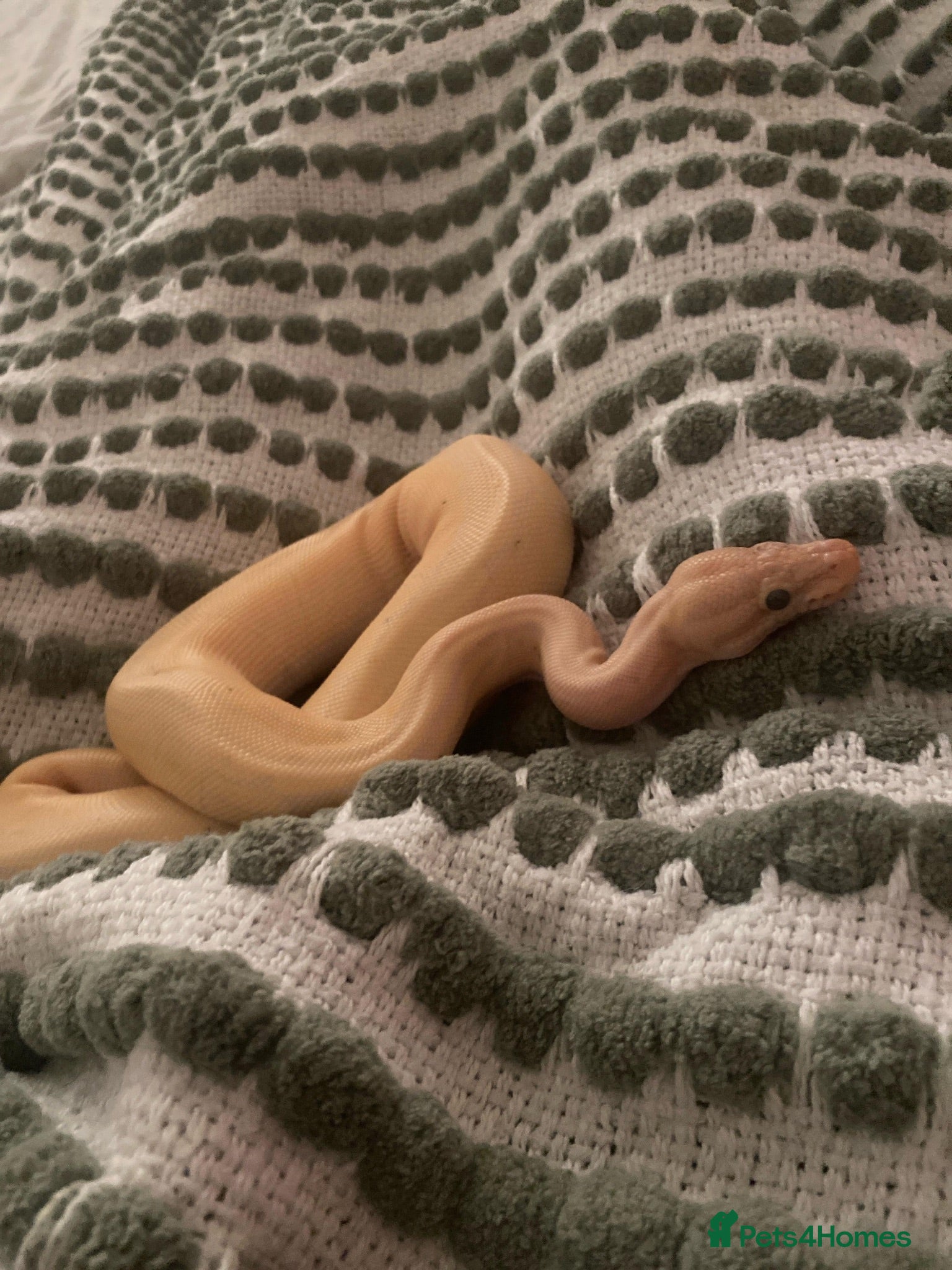 Python Snake reptiles Female banana python +set up - Advert 2