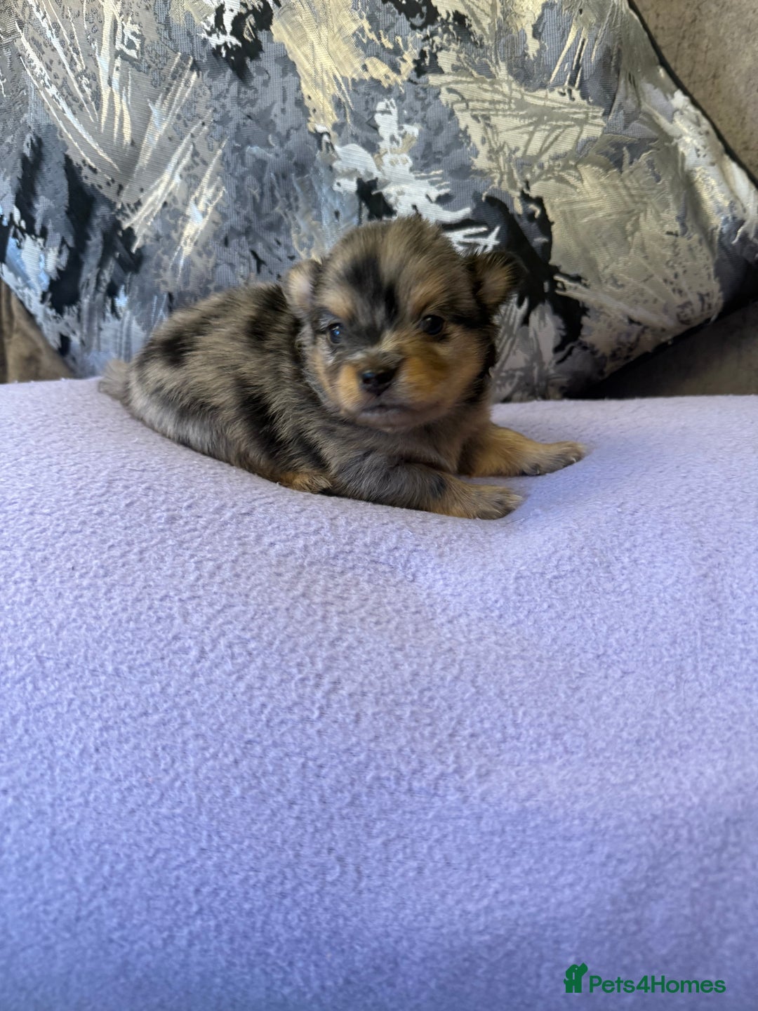 Pomchi dogs for sale: 3/4 Pomeranian  - Image 7