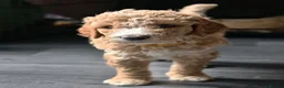 Goldendoodle dogs for sale: Exceptional Health tested Goldendoodle puppies - Advert 10