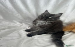 Ragcoon cats for sale: ⭐️RAGCOON FEMALE ⭐️ READY NOW - Image 2