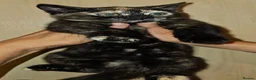Mixed Breed cats for sale: 2 Beautiful Female Kittens – 2,5 Months Old  in Wickford - Advert 2