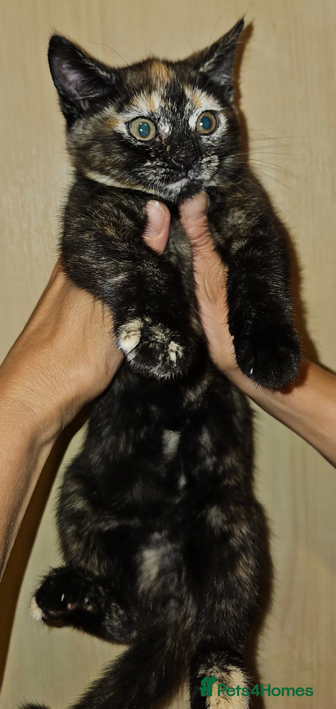 Mixed Breed cats for sale: 2 Beautiful Female Kittens – 2,5 Months Old  in Wickford - Advert 2