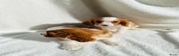Cavalier King Charles Spaniel dogs for sale: Cavalier King Charles  - Advert 9