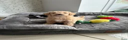 Maltipoo dogs for sale: *Ready to leave* Boy Maltipoo puppy for sale  - Advert 7