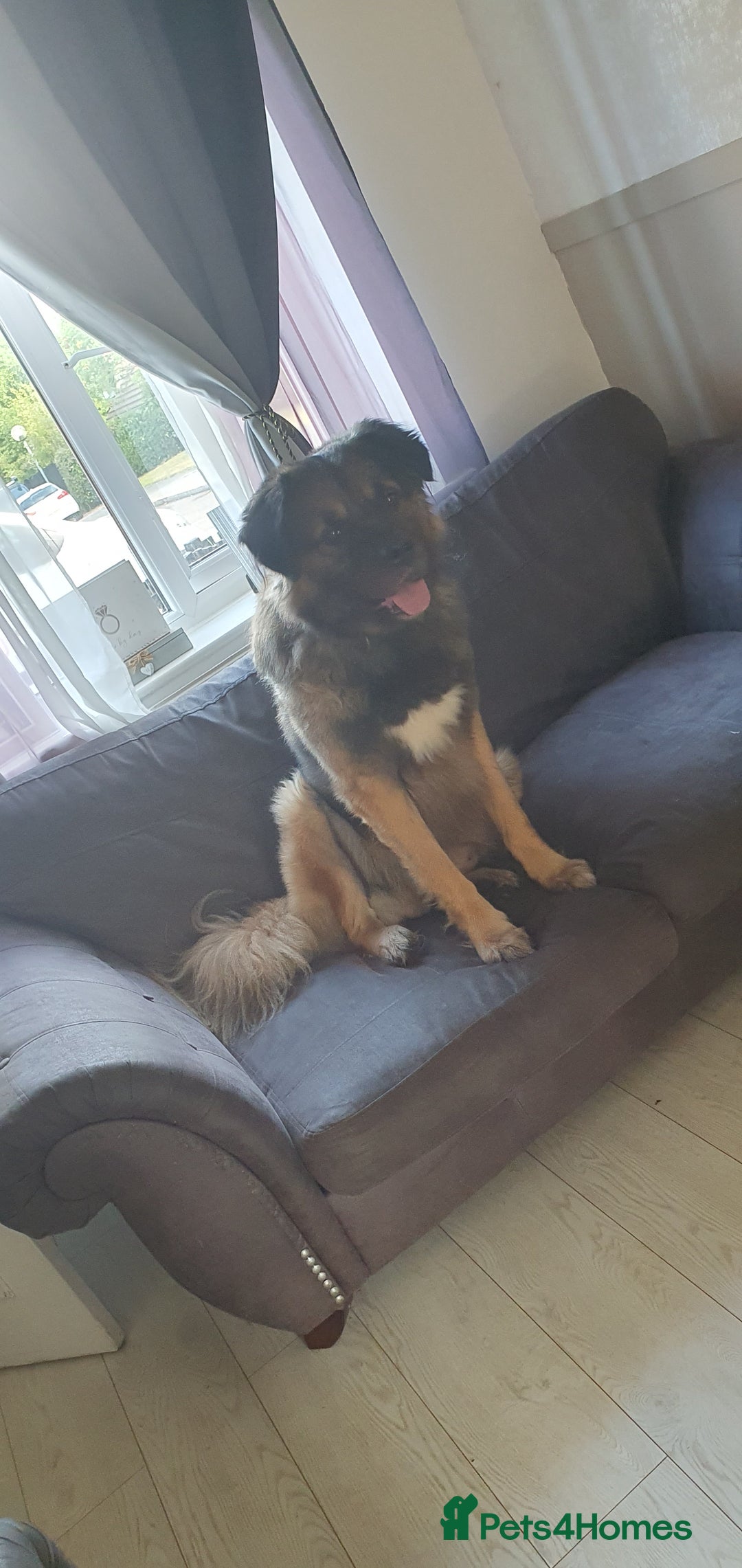 Caucasian Shepherd Dog dogs for sale: 5 year old male - Image 4