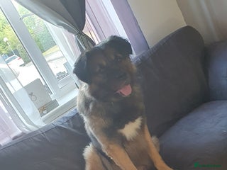 Caucasian Shepherd Dog dogs - Advert 1
