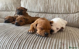 Staffordshire Bull Terrier dogs for sale: Amazing Red Staffordshire bullterrier puppies - Image 6