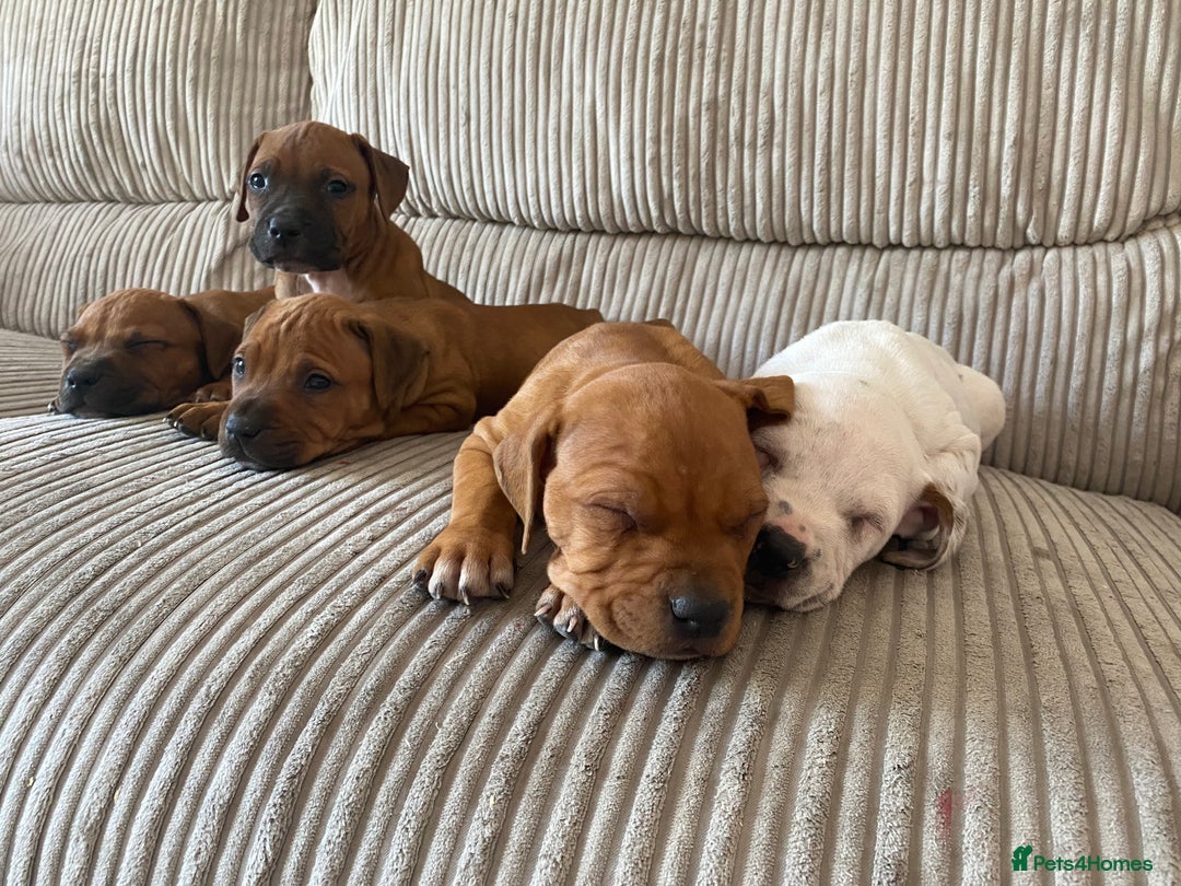Staffordshire Bull Terrier dogs for sale: Amazing Red Staffordshire bullterrier puppies - Image 6