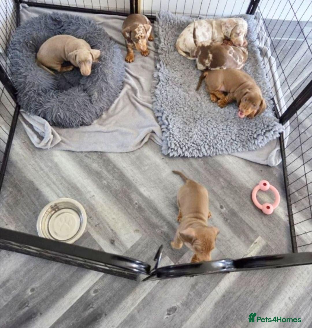 Miniature Dachshund dogs Lovely miniature dachshund puppies - Advert 1