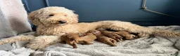Australian Labradoodle dogs for sale: Health tested superior Australian Double Doodles in Bolton - Advert 28