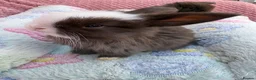 Mini Lop rabbits for sale: Mini lops-raised indoors-vaccinated  - Advert 10