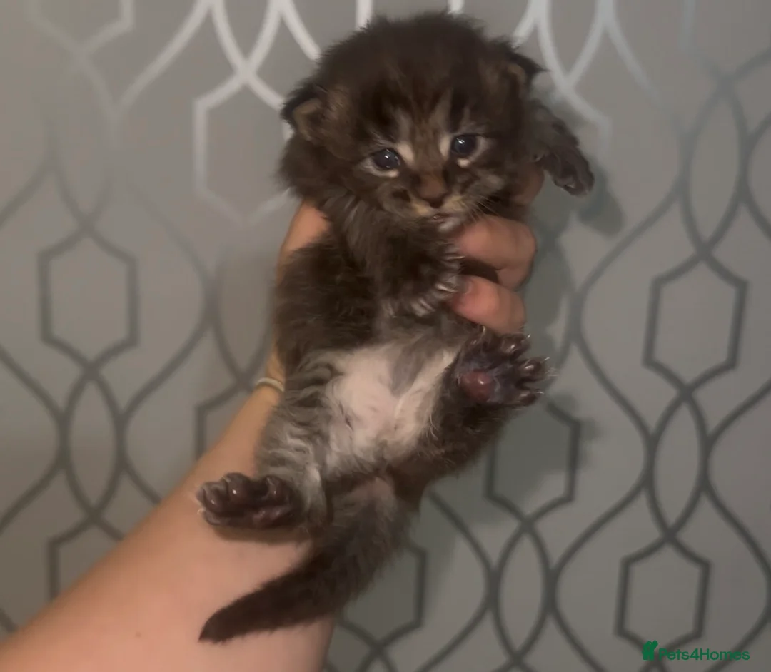 Maine Coon cats for sale: TICA MAINE COON KITTENS - Advert 4