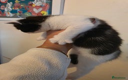 Domestic Shorthair cats for sale: Kittens for sale  - Image 2