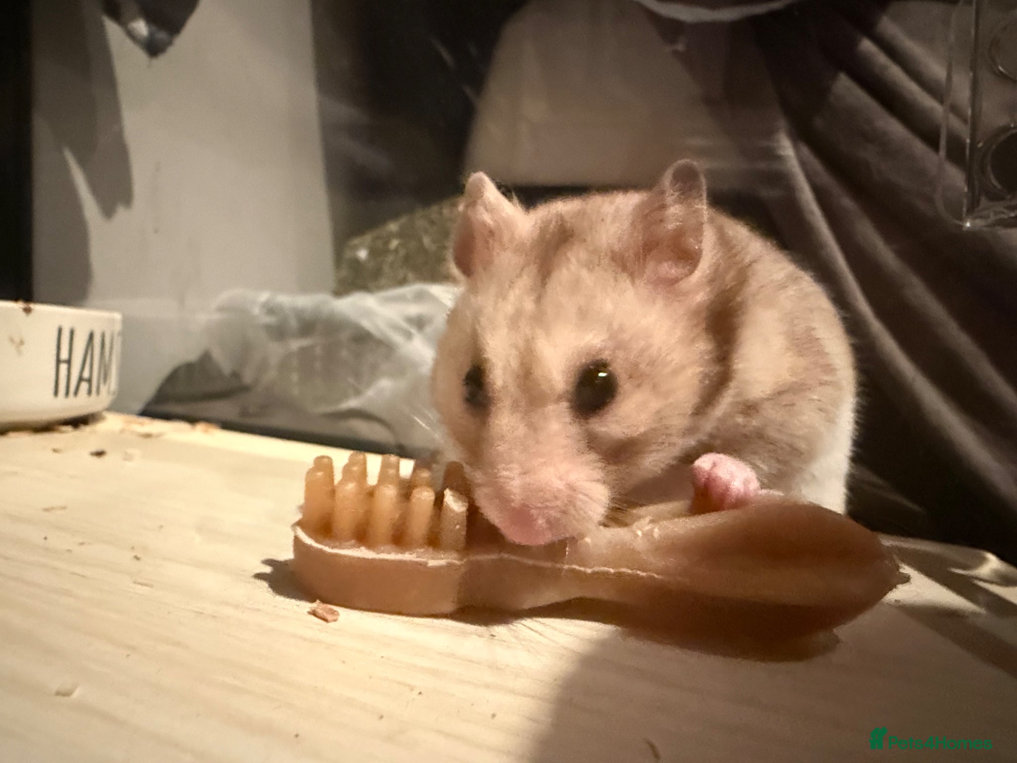 Hamster rodents for sale: Syrian Hamster to Good Home in Coventry - Advert 4