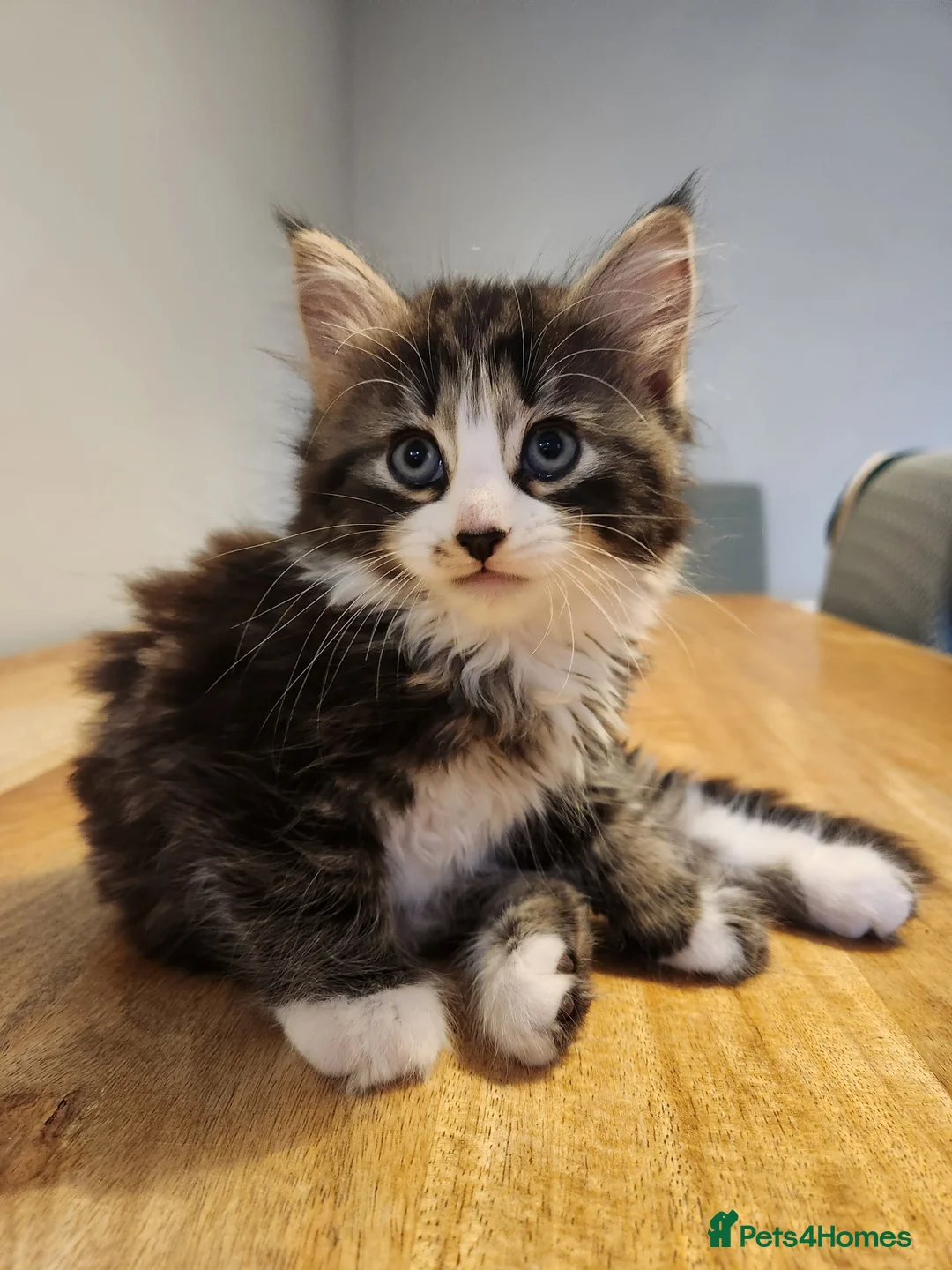 Mixed Breed cats for sale: 3 beautiful kittens - Advert 14