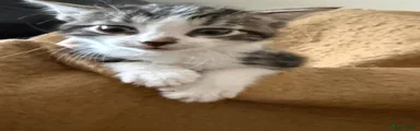 Tabby and white boy