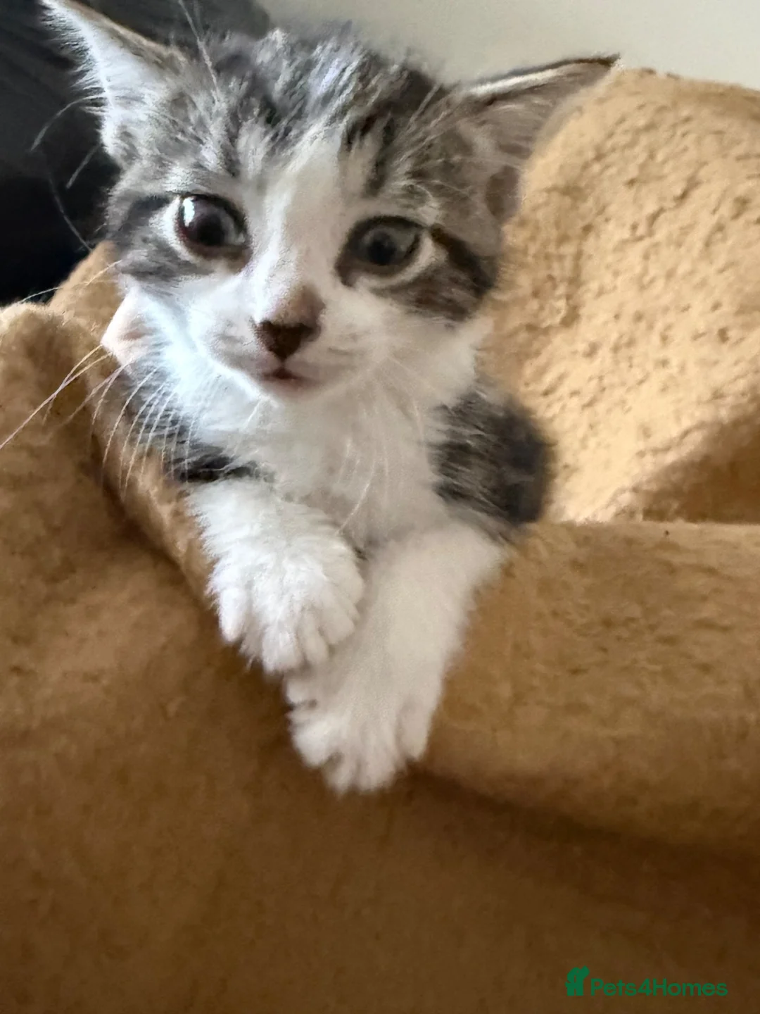 Mixed Breed cats for sale: Beautiful kittens looking for their forever homes - Advert 1