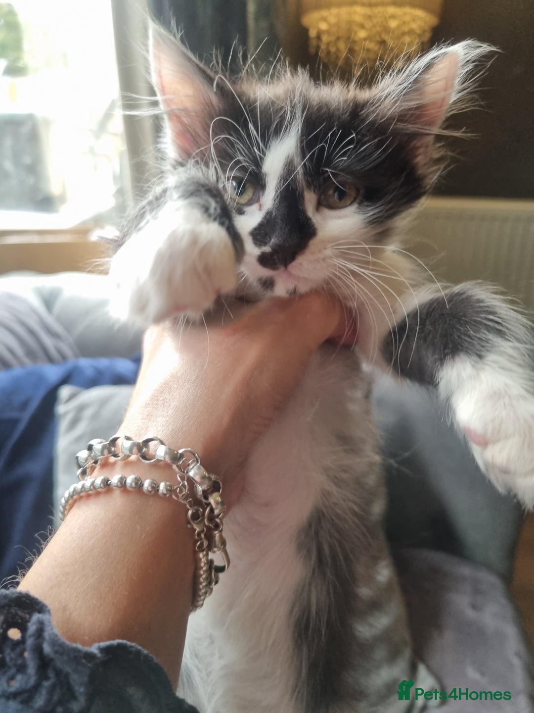Mixed Breed cats for sale: mix Bengal and Norweign Forrest Kittens - Advert 3