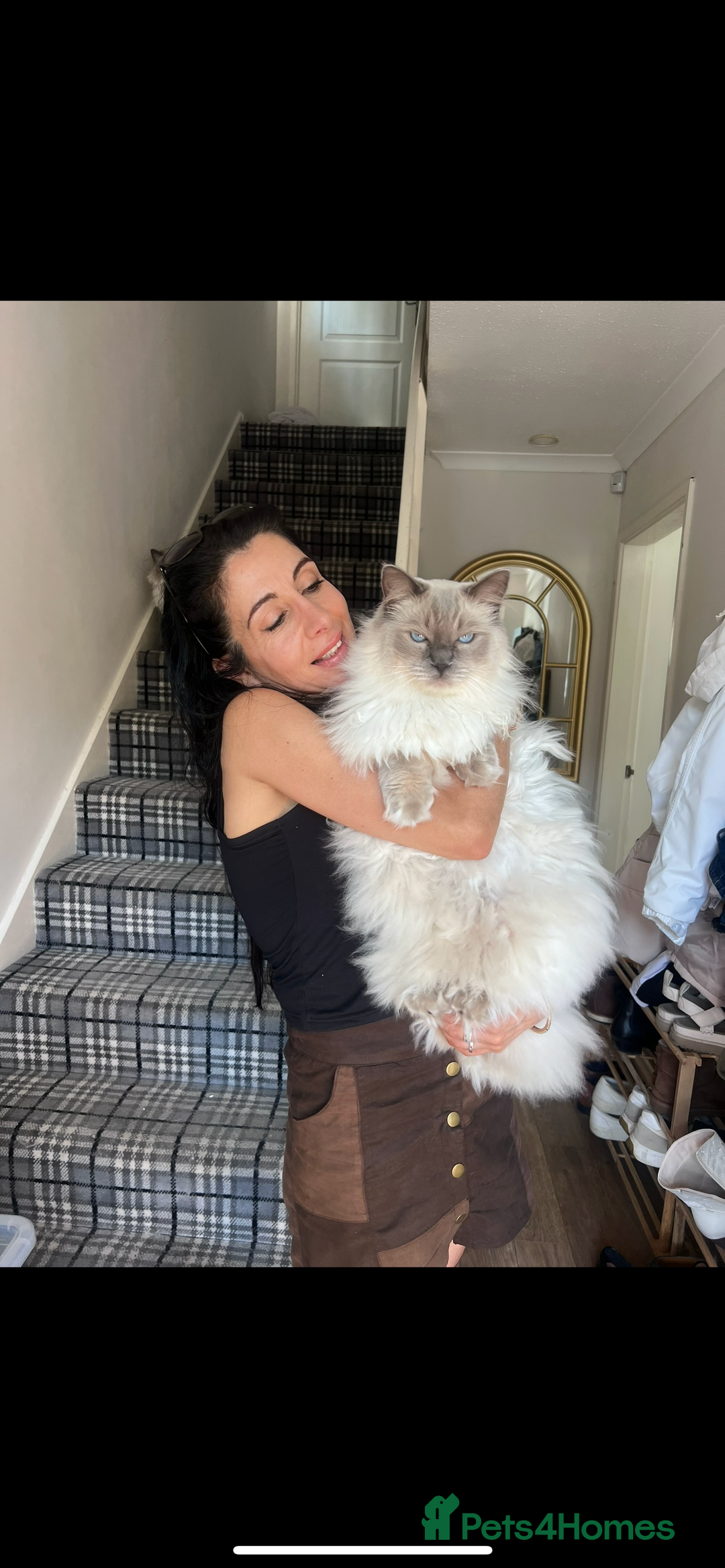 Ragdoll cats for sale: Ragdoll for rehome  - Advert 7