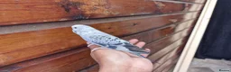 Budgerigars birds for sale: Super silly hand tamed baby budgies  - Advert 18