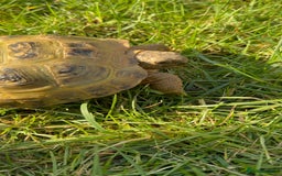 Tortoise reptiles for sale: Horsefield tortoise  - Image 1