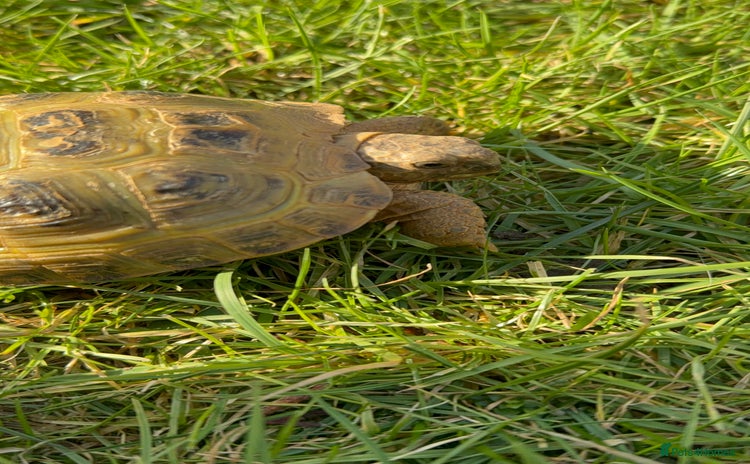 Tortoise reptiles - Advert 1